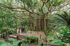 Ishikawa's frog is a designated national monument of okinawa. Yambaru National Park Japan Travel By Navitime Japan Travel Guides Transit Search And Itinerary Planner