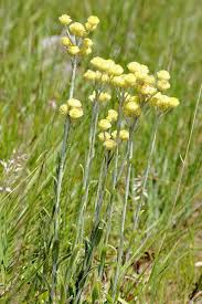 Image result for Helichrysum mixtum