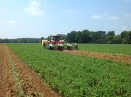 Image result for flips with peanuts