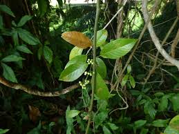 Image result for Tetracera