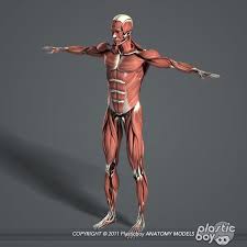 Male Female Anatomy Body 3d Max In 2020 Female Anatomy Human Anatomy Model Body Anatomy