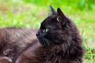 York Chocolate Cats | York Chocolate Cat Breed Info ...
