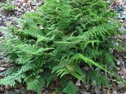 Image result for Microlepia