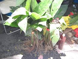 Nama saintifiknya oroxylum indicum vent. Belimbing Tanah Wikipedia Bahasa Melayu Ensiklopedia Bebas