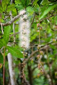 Image result for Barringtonia racemosa