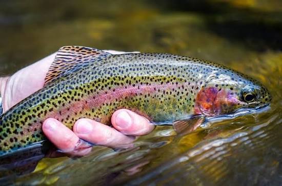 Truta Arco-íris🎣🎣🎣 Peixe nobre da família do salmão, originária dos rios  da Costa oeste da América do Norte, se adaptou muito bem nas corredeiras  frias das regiões Serranas. Peixe de excelentes qualidades