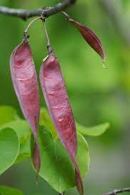 Tree with purple seed pods. What Are Those Purple Flowering Trees Native Redbud Or Invasive Paulownia