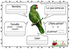 Pin By Ari On Fichas Animales Como Soy Elaboracion Propia Animals Parrot Bird