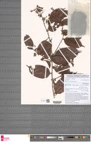 Image result for Cleistanthus polystachyus