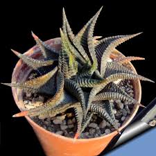 Image result for Haworthia limifolia