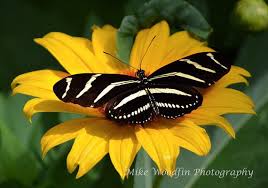 With a selection of over 3,000,000 images, allposters has something for every budget and decorating style. Zebra Heliconian Butterfly Black On Yellow Photo Photograph Etsy Country Art Vintage Flowers Digital Download Poster