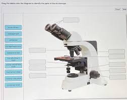 Alternatively, some microscopes have an iris diaphragm composed of a wheel that can be rotated between differentiated openings. Drag The Labels Onto The Diagram To Identify The Chegg Com