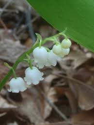 Image result for Convallariaceae