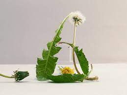Wash dandelion flower heads & pat dry. Everything To Know About Shopping For Storing And Preparing In Season Dandelion Stories Kitchen Stories