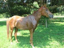 Maybe you would like to learn more about one of these? A Young Male Horse