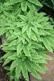 List Of Perennial Adiantum For Sale In Our On Line Catalog Perennial Shade Plants Fairy Garden Plants Shade Perennials Shade Plants