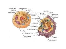 Animal cell diagram for grade 7. Chapter Four Structure And Function Of Cells I
