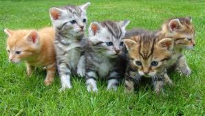 Todos los días internacionales, días mundiales y populares del mes de agosto así como sus semanas internacionales. Dia Del Gato 2021 Por Que Se Celebra El 20 De Febrero El 8 De Agosto Y El 29 De Octubre