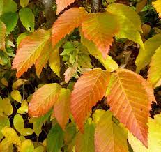 Hornbeams are hardwood trees in the flowering plant genus carpinus in the birch family betulaceae. Consider A Hornbeam Piedmont Master Gardeners