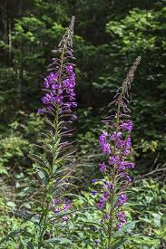 Bunga lobelia adalah salah satu bunga cantik yang berasal dari negara empat musim. Bunga Lobelia Taman Foto Gratis Di Pixabay