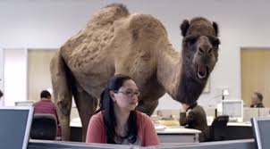 The geico hump day camel were developed by the martin agency, which has held the contract since 1994. Geico Hump Day Camel Commercial Happier Than A Camel On Wednesday Youtube Eduardo Angel Visualseduardo Angel Visuals