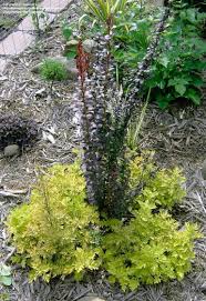 #2 zone 4 sun to part shade. Plantfiles Pictures Berberis Japanese Barberry Helmond Pillar Berberis Thunbergii By Treelover3