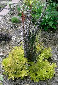 Particularly good in pairs flanking. Plantfiles Pictures Berberis Japanese Barberry Helmond Pillar Berberis Thunbergii By Treelover3