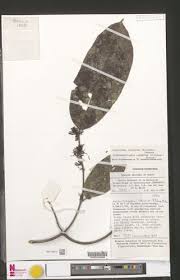 Image result for Landolphia robustior