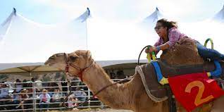 The historic mining town of virginia city lights up with the laughter of thousands of visitors every year as jockeys held just north of reno, the national championship air races have soared through the last 53 years with no intention of slowing down. The Great Reno Balloon Virginia City Camel And Ostrich Races Sports Leisure Vacations