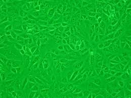 Vero cells are lineages of cells used in cell cultures. Vero Cell Wikipedia