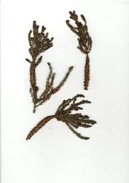 Image result for Anthospermum whyteanum