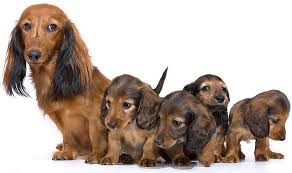 Dachshunds are generally a tough and healthy breed. Long Haired Dachshund Your Complete Guide To The Breed