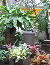 Birds Nest Fern Cats A Small Tropical Garden Small Tropical Gardens Tropical Garden Tropical Garden Design