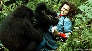Watch best movie jane goodall, starring jane goodall, movies online fmovies. Pin On Animaux