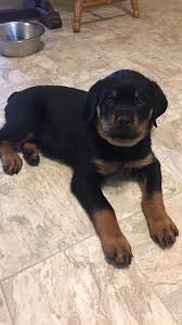 Rottweiler Puppy Black And Brown Dogs My Kaiserhaus Rottweiler Puppy Brown City Michigan Rottweiler Puppies Rottweiler Puppies