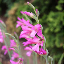 Image result for Gladiolus zambesiacus