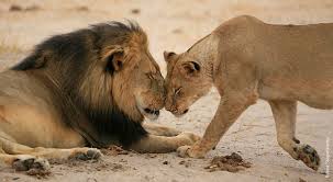Image result for lion biting lioness tail