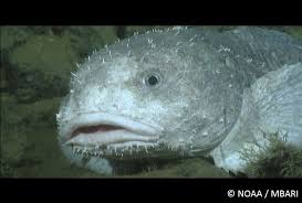 5 Reasons Seamounts Matter Blobfish Blob Fish In Water Animals