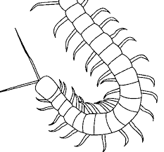 Centipede Coloring Page Coloringcrew Com Animal Outline Insect Coloring Pages Animal Templates