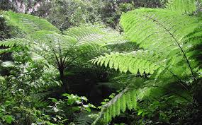 Image result for Blotiella trichosora