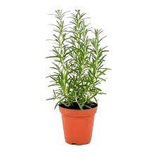We did not find results for: Buy Rosemary Herb Plant Online At Cheap Price On Plantsguru Com