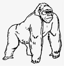 Check spelling or type a new query. Gorilla Drawing Png Download Coloring Pages Of Gorilla Transparent Png Kindpng