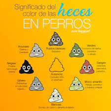 Pin En Consejos Para Perros