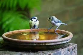 For bird lovers, a great way to attract them to your home while also allowing them the opportunity to cool down is with a bird bath. How To Get Birds To Use A Bird Bath A Guide 8 Simple Tips Bird Feeder Hub