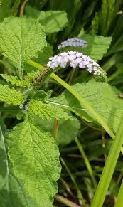 Image result for Heliotropium indicum