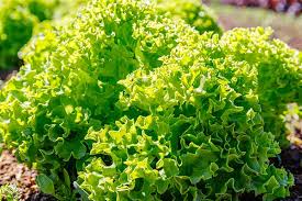 Mar 29, 2019 · how to grow iceberg lettuce. How To Regrow Lettuce From Scraps Gardener S Path