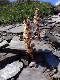 Image result for Orobanche