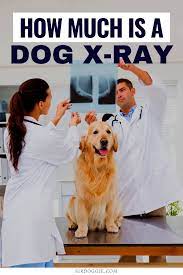 How Much Is A Dog X Ray Dog Vet Care My Pet Dog Dog Health Problems