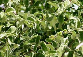 Image result for Hypericophyllum compositarum