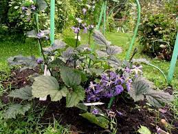 We did not find results for: Clematis China Purple Clematis Plants Purple